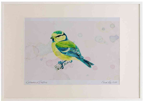 A2 blue tit juvenile.jpg
