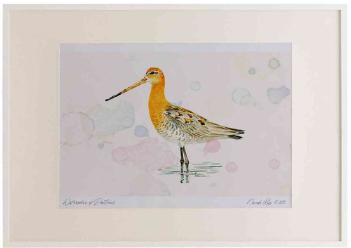 A2 black tailed godwit breeding plumage.jpg