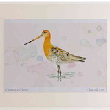 A2 black tailed godwit breeding plumage