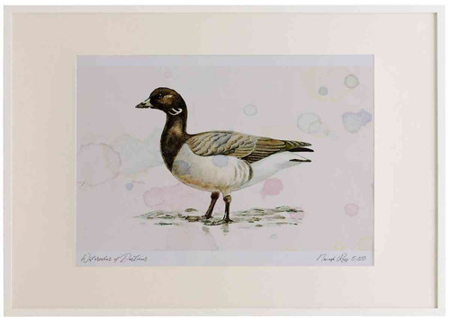 A2 brent goose palebellied.jpg