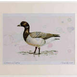 A2 brent goose palebellied