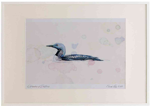A2 black throated diver adult summerplumage.jpg