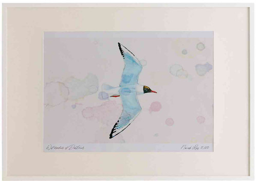 A2 black headed gull breeding plumage inflight.jpg