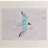 A2 black headed gull breeding plumage inflight