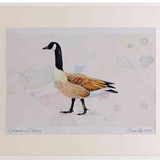 A2 canada goose