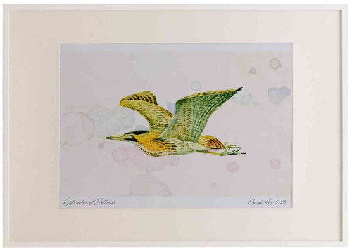 A2 bittern inflight.jpg