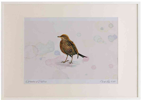 A2 blackbird female.jpg
