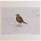 A2 blackbird female