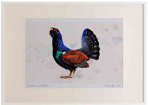 A2 capercaillie male.jpg