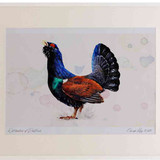 A2 capercaillie male