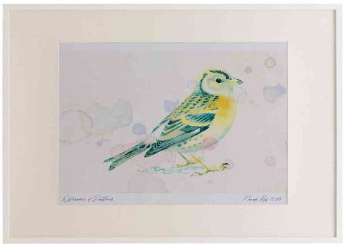 A2 brambling female winterplumage.jpg