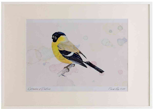 A2 bullfinch female.jpg