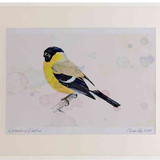 A2 bullfinch female