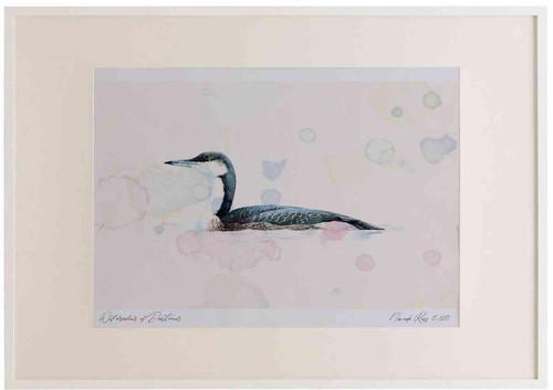 A2 black throated diver winterplumage.jpg