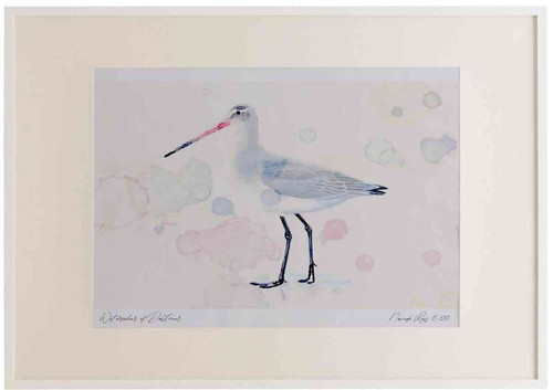 A2 black tailed godwit nonbreeding plumage.jpg