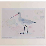 A2 black tailed godwit nonbreeding plumage