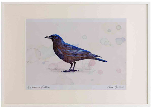 A2 carrion crow.jpg