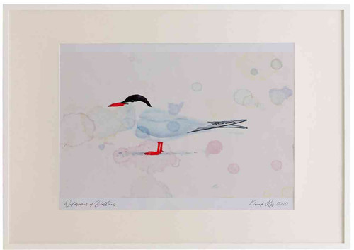 A2 common tern adult