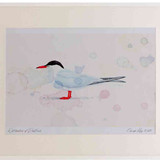 A2 common tern adult