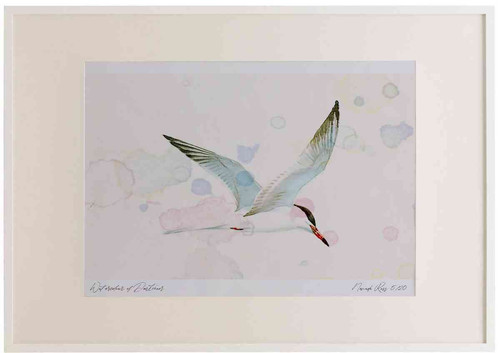 A2 common tern adult inflight.jpg