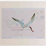 A2 common tern adult inflight