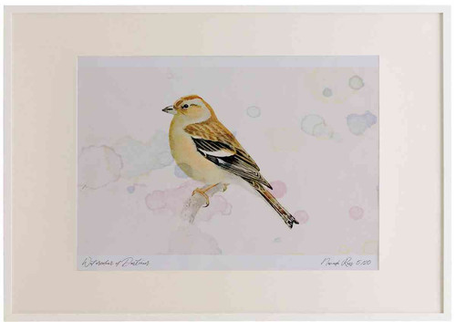 A2 chaffinch female.jpg