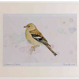 A2 chaffinch female