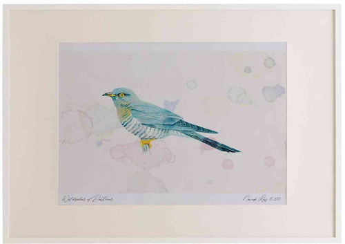 A2 cuckoo grey female.jpg