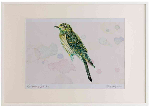 A2 cuckoo juvenile.jpg