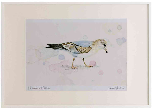 A2 common gull firstwinter.jpg