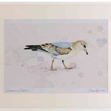 A2 common gull firstwinter