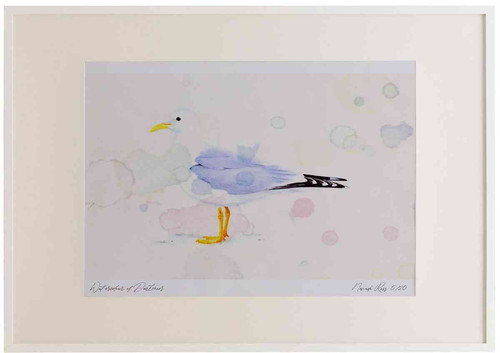 A2 common gull adult breeding plumage.jpg