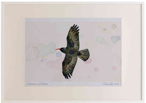 A2 chough inflight.jpg