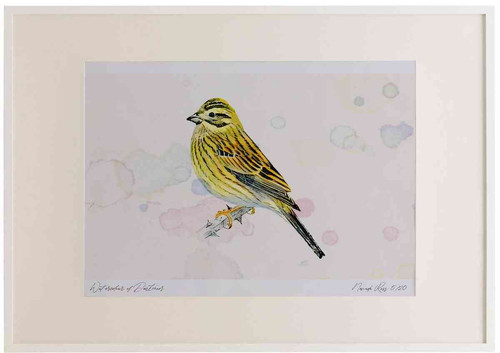 A2 cirl bunting female.jpg