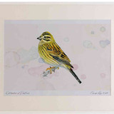 A2 cirl bunting female