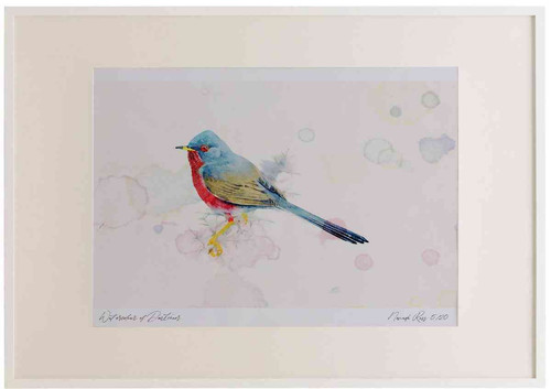 A2 dartford warbler.jpg