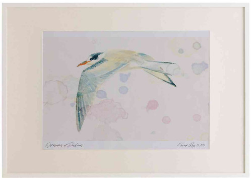 A2 common tern juvenile.jpg