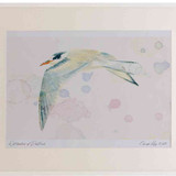A2 common tern juvenile