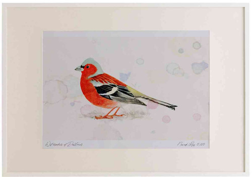 A2 chaffinch male.jpg