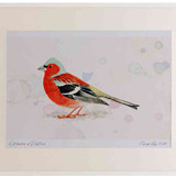 A2 chaffinch male