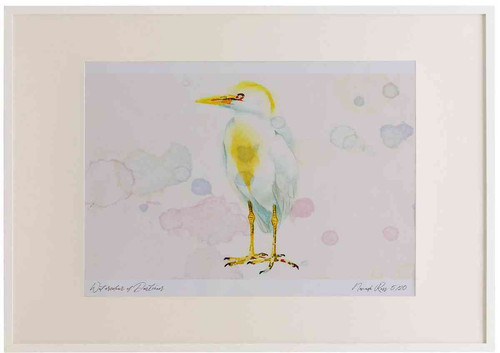 A2 cattle egret breeding plumage.jpg