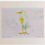 A2 cattle egret breeding plumage