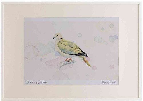 A2 collared dove.jpg