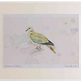 A2 collared dove