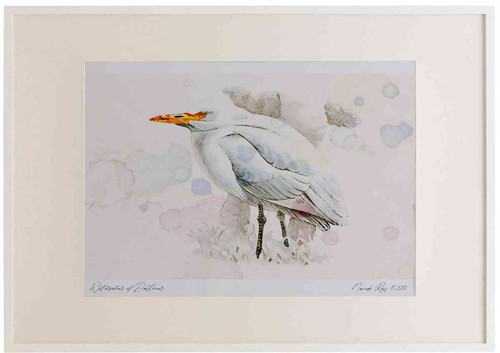 A2 cattle egret nonbreeding plumage.jpg