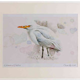 A2 cattle egret nonbreeding plumage