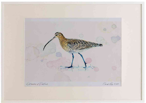 A2 curlew.jpg