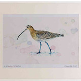 A2 curlew