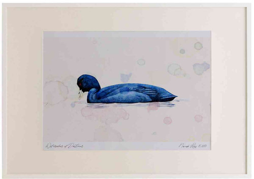 A2 coot adult.jpg