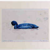 A2 coot adult